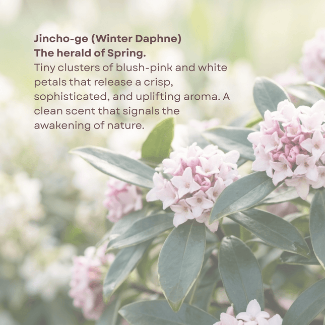 Floral arrangement with pink and white flowers and green leaves, text overlay about Jincho-ge (Winter Daphne).