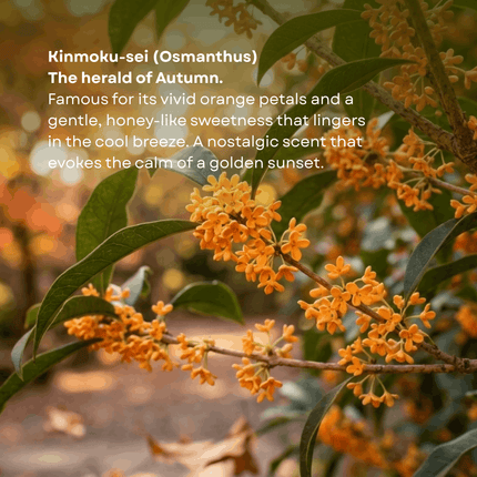 Branch of Osmanthus with text describing its name and characteristics