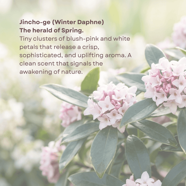 Floral arrangement with pink and white flowers and green leaves, text overlay about Jincho-ge (Winter Daphne).