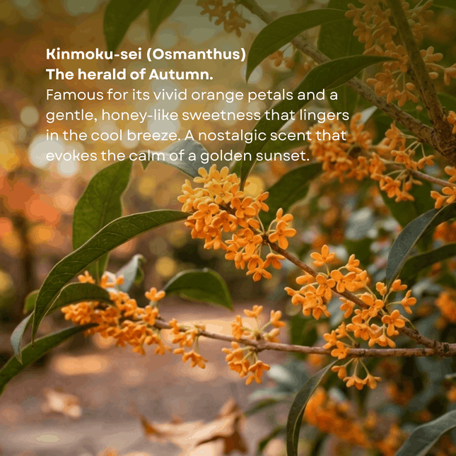 Branch of Osmanthus with text describing its name and characteristics