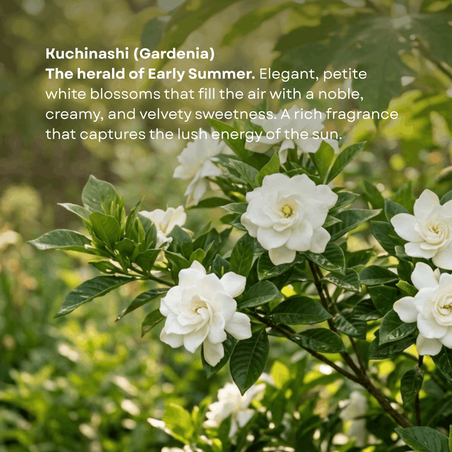 White gardenia flowers on a green bush with descriptive text overlay.